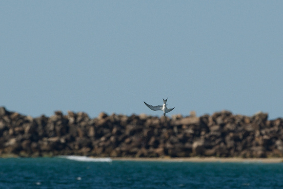 Crested tern power dive 2