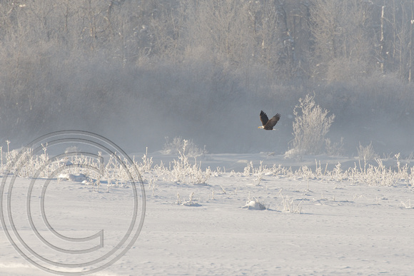 Eagle over a frozen land