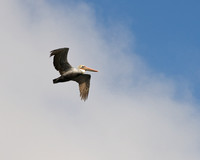 Pelican, San Francisco